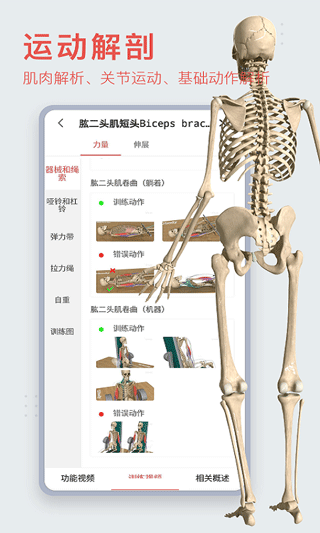 3DBODY解剖