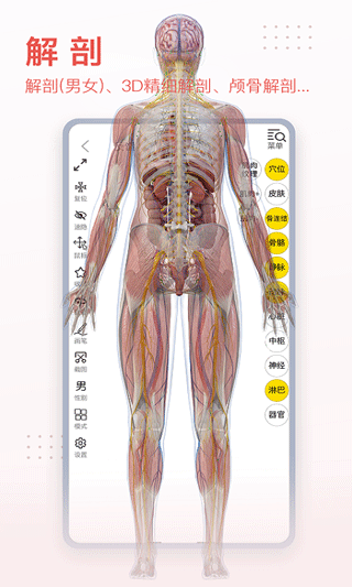 3DBODY解剖