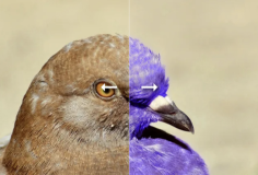 在线改变图像的颜色编辑器